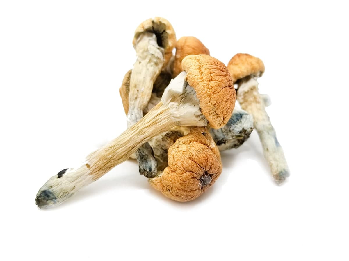 APE-REVERT-MUSHROOMS